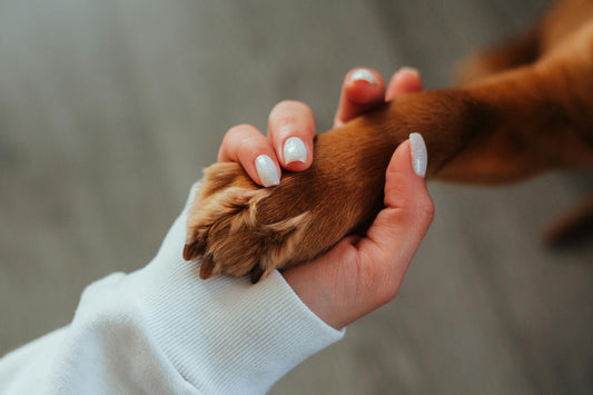 Say Goodbye to Muddy Paw Prints!